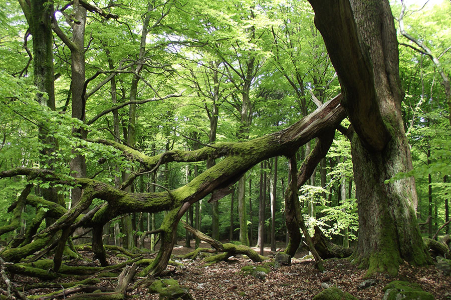 Nationalpark Hunsrück-Hochwald