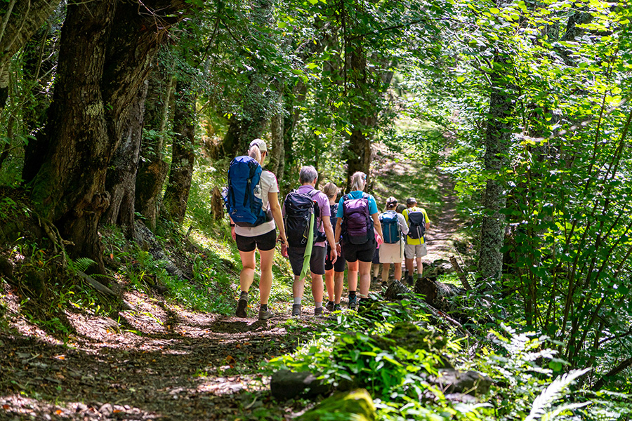 Wandergruppe im Wald: Frauen und Männer mit Rucksack gehen schönen Waldweg mit Lichtern, Bäumen Wandergruppe im Wald