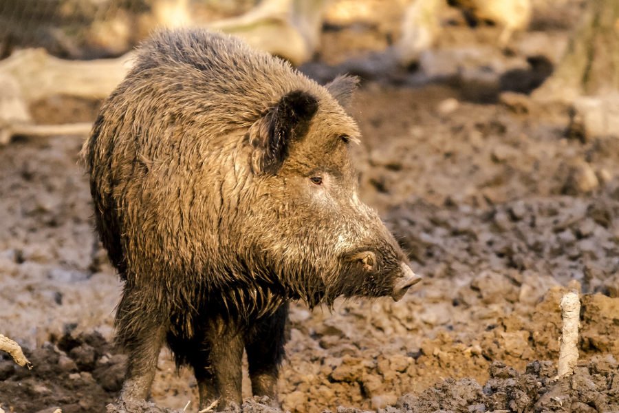Wildschwein