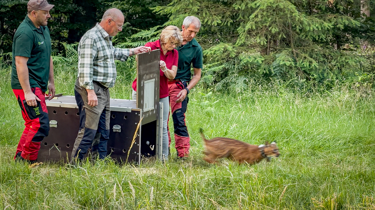Auswilderung von Luchsmännchen Koda