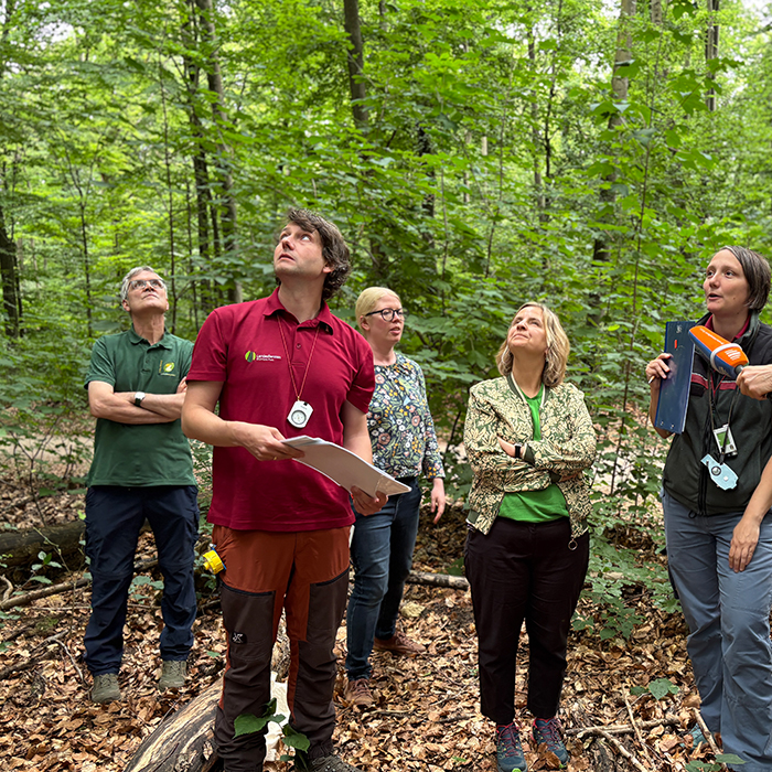 Katrin Eder bei der Buchenaustriebs-Inventur im Lennebergwald