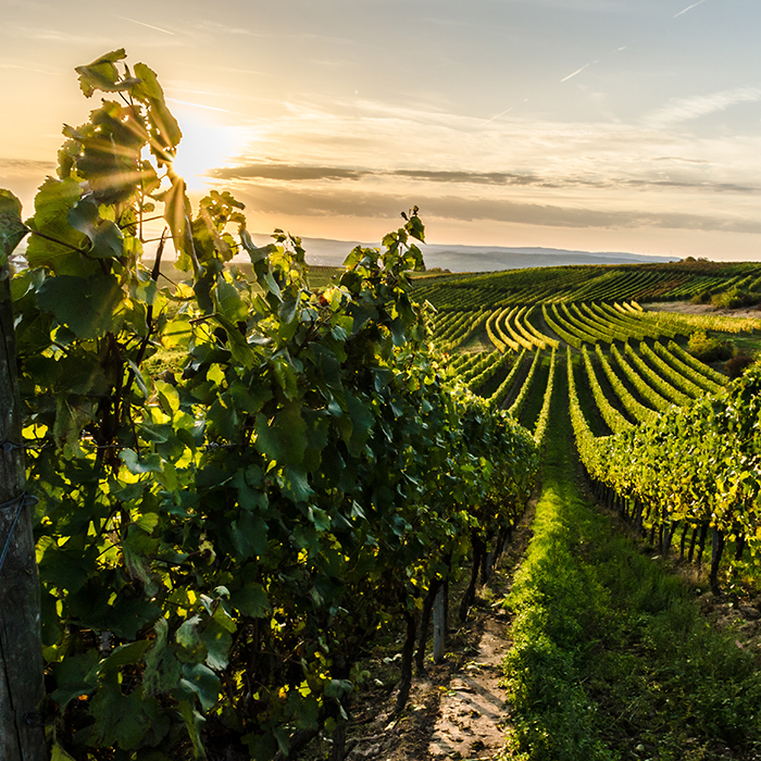 Weinberge in Rheinhessen