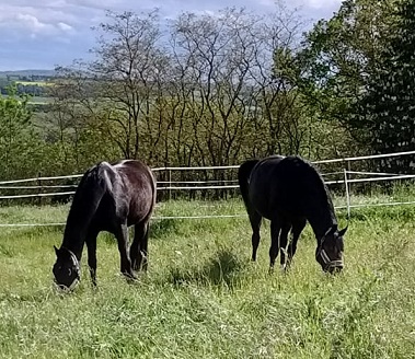 Pferd