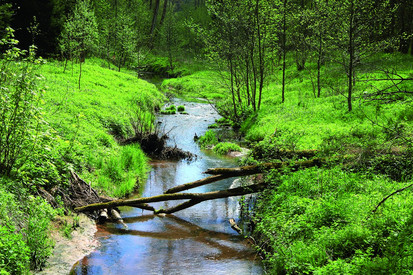 Gewässerentwicklung Kleiner, klarer Bach fließt durch die Bildmitte. Links und rechts saftig grünes Gras und Buschwerk. Zahlreiche schlanke Bäume mit grünem Laub, die sich am Ufer entlangziehen. Zwei dünne Baumstämme liegen quer über dem Bach als natürliche Brücke.