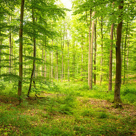 Wald Buchen im Wald