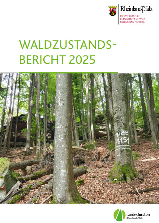 Titelseite der Broschüre "Waldzustandsbericht 2025"