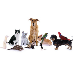 Tiere