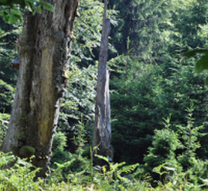 Waldansicht Region Nationalpark, Foto: Landesforsten RLP/Bernd Lischke