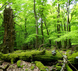 landschaft Nationalpark Hunsrück-Hochwald