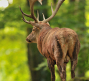 Hisch im Wald, Foto: Ingrid Lamour, Landsforsten RLP Hisch im Wald, Foto: Ingrid Lamour, Landsforsten RLP
