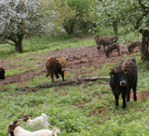 Beweidungsprojekt Gräfenhausen mit Rindern, Ziegen und Eseln Beweidungsprojekt Gräfenhausen mit Rindern, Ziegen und Eseln