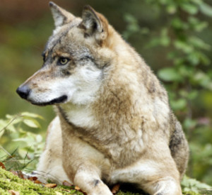 Wolf. Foto: fotolia.de Wolf. Foto: fotolia.de