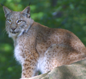 Luchs. Foto: Ditmar Hufschlag Luchs. Foto: Ditmar Hufschlag