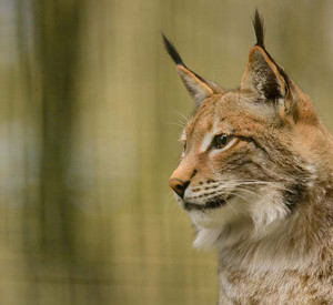 Luchs