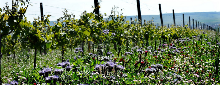 Förderprogramm Nachhaltiger Weinbau Förderprogramm Nachhaltiger Weinbau