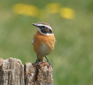 Braunkehlchen