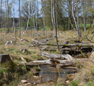 LIFE-Projekts „Entwicklung von Feucht- und Nasswäldern im Soonwald“