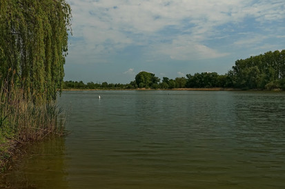 Badegewässer Breiter Fluss oder See mit ruhiger Wasseroberfläche. Links überhängende Weide mit langen Zweigen. Ufer mit Bäumen und Sträuchern im Hintergrund. Bewölkter Himmel, ruhige Naturkulisse.