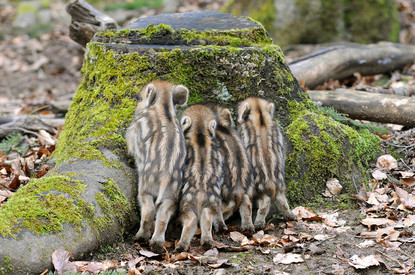 Wildtiere – Ökologie und Management Frischlinge