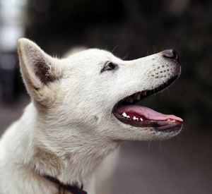 weißer Hund