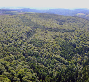 Nomborn Mischwald