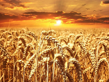 Landwirtschaft