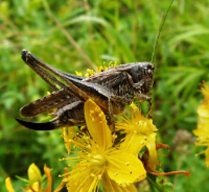 Heuschrecke Emde Platycleis, Foto: Stiftung Natur und Umwelt RLP Heuschrecke Emde Platycleis, Foto: Stiftung Natur und Umwelt RLP