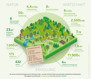 Der Wald in Rheinland-Pfalz Schaubild "Wald in RLP"