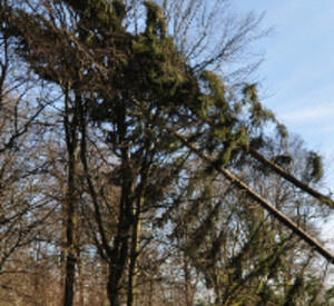 Sturmschäden im Wald. Foto: Landesforsten RLP/Sebastian Heinrich Sturmschäden im Wald. Foto: Landesforsten RLP/Sebastian Heinrich