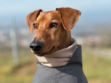 Tierschutz Hund