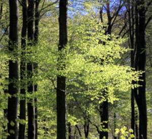Buchenwald im Frühling, Foto: Landesforsten RLP / Konrad Funk Buchenwald im Frühling, Foto: Landesforsten RLP / Konrad Funk