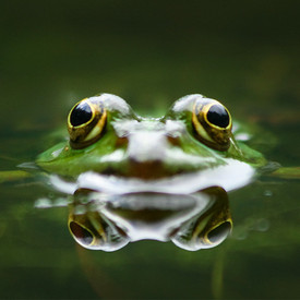 Frosch