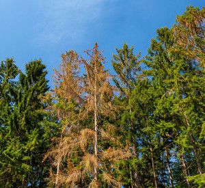 Waldschäden