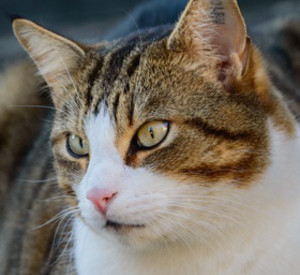 Katze, Foto: www.fotolia.de Katze, Foto: www.fotolia.de