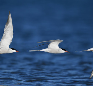 Drei Flussseeschwalben fliegen über ein blaues Gewässer