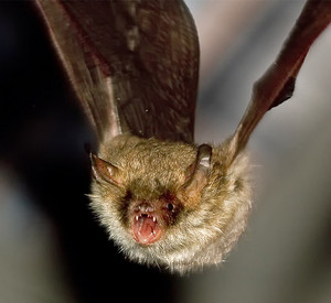 Fledermaus-Fransenfledermaus.jpg Fledermaus