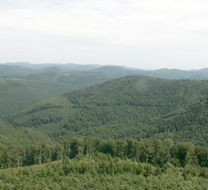 Pfälzerwald