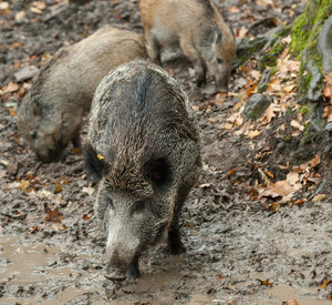 Wildschweine