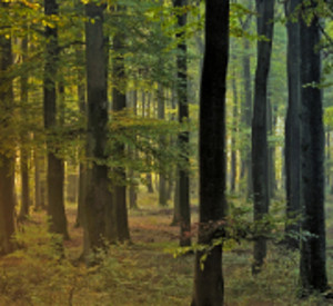 Buchenwald im Herbst, Foto: Landesforsten RLP Hansen/Lamour Buchenwald im Herbst, Foto: Landesforsten RLP Hansen/Lamour