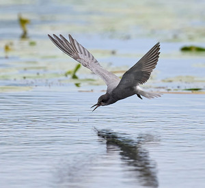 Black tern (Chlidonias niger) Trauerseeschwalbe