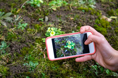 KI für Umwelt und Verwaltung Auf Display von Smartphone ist Blume zu erkennen