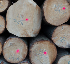 Holzstämme