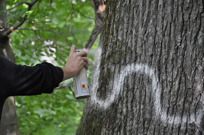 Wald - Schutz, Vielfalt, Leben Wald - Schutz, Vielfalt, Leben
