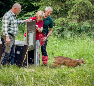 Auswilderung von Luchsmännchen Koda