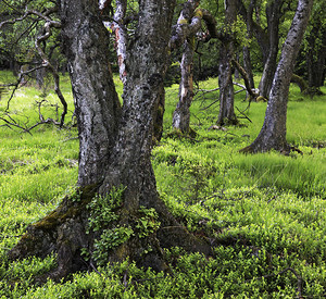Lizenz - Eigentümerin Nationalpark Hunsrück-Hochwald / Konrad Funk Moorbirke im Nationalpark Hunsrück-Hochwald