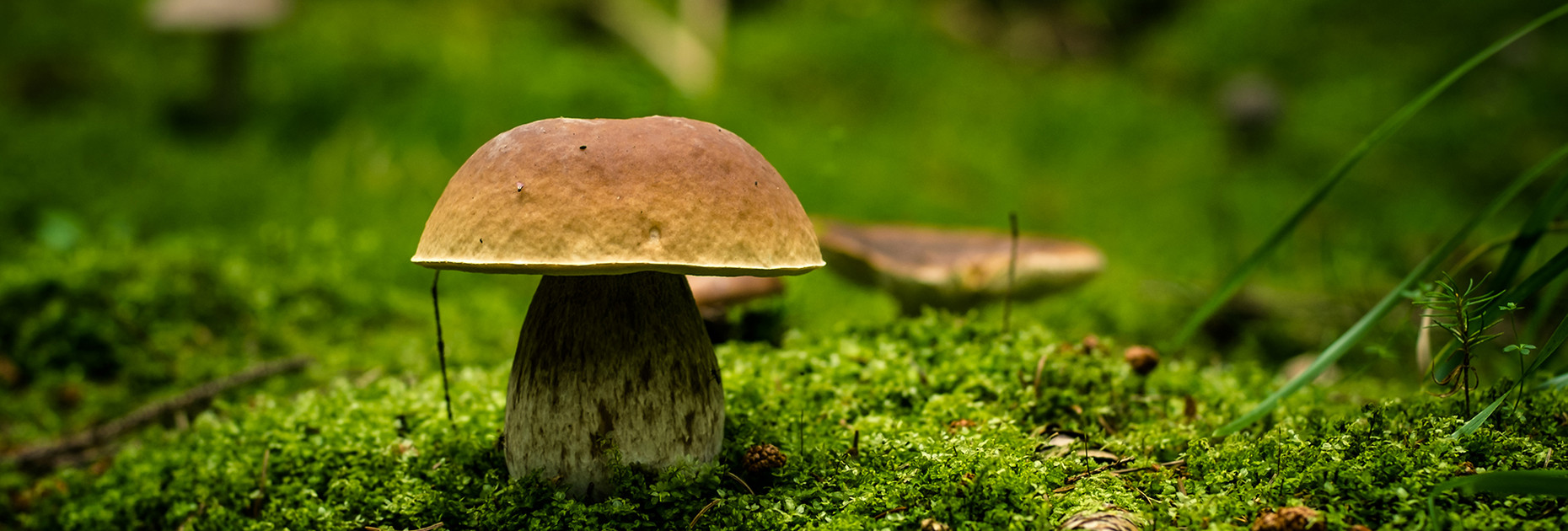 Steinpilz - Waldboden Steinpilze im Wald