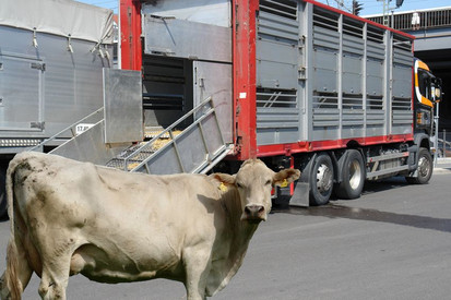 Tiertransport Rind vor einem Tiertransporter