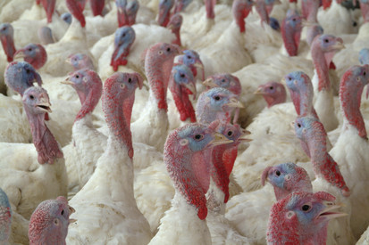 Tiergesundheit Puten in Bodenhaltung