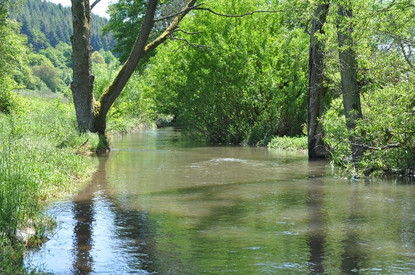 Wasserreiches Land ein ruhiger Fluss, der von dichtem, grünem Laub an beiden Ufern gesäumt ist. Die Sonne scheint hell, was die grünen Blätter und das klare Wasser zum Leuchten bringt. Im Hintergrund sind bewaldete Hügel zu sehen.