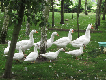 Geflügelpest (Aviäre Influenza) Gänse auf der Wiese